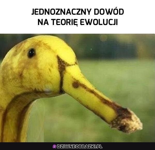 Dowód