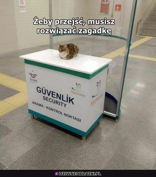 Albo dać jeść