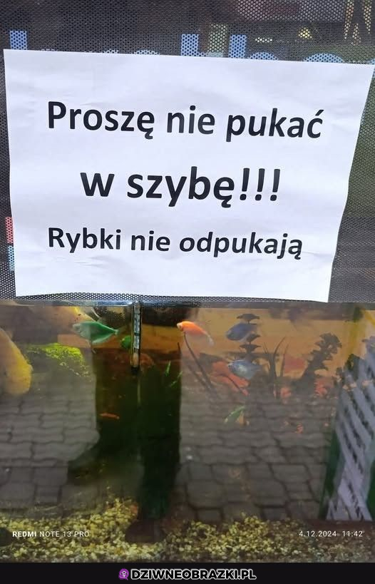 Nie pukać w szybę