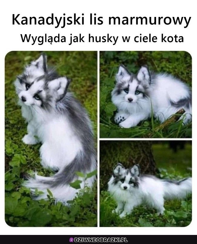 Ale słodziaczek