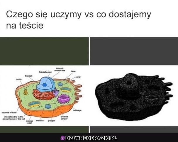 Testy takie są