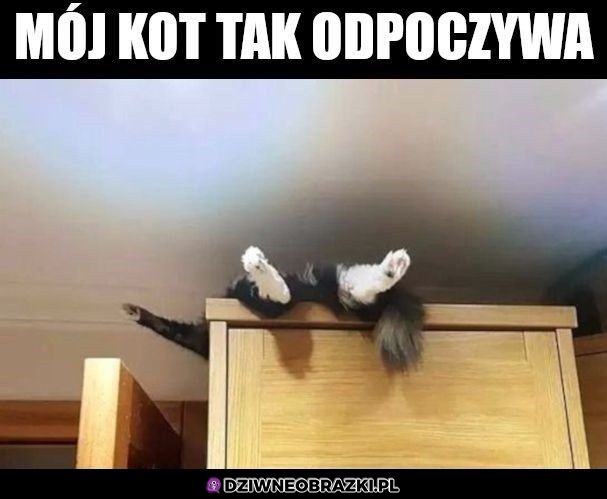 Zmeczony kocimi sprawami