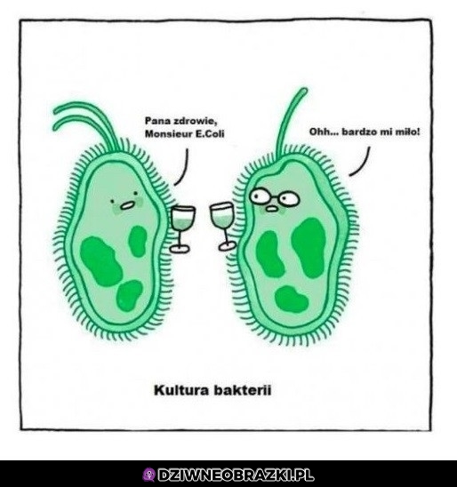 Kultura bakterii