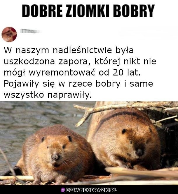 Bobery