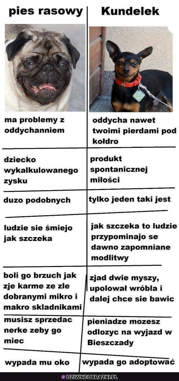 Wiadomo który lepszy