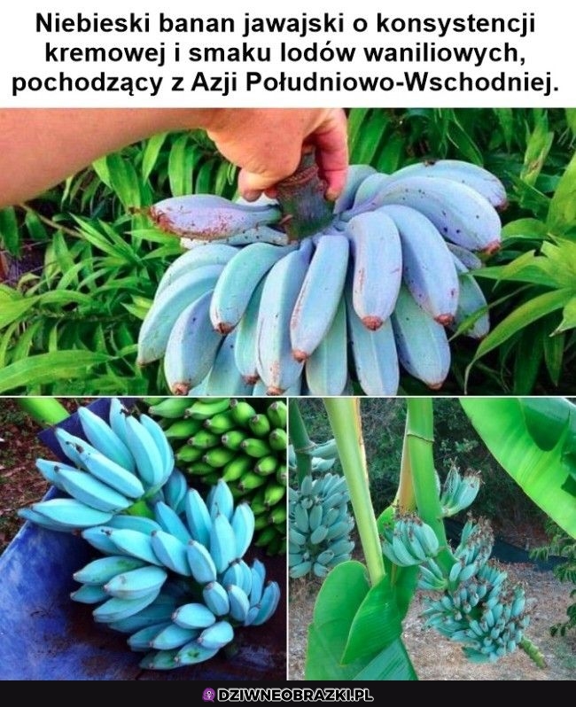 Ciekawe banany