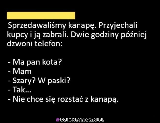 Przywiązany do kanapy