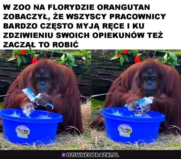 Jak wszyscy to wszyscy
