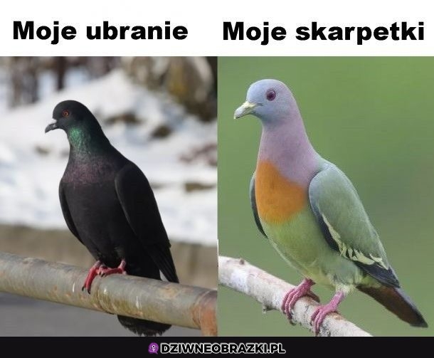 To właśnie ja