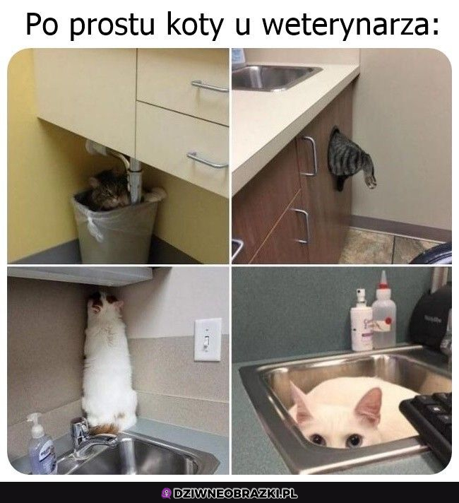 Koty u weta