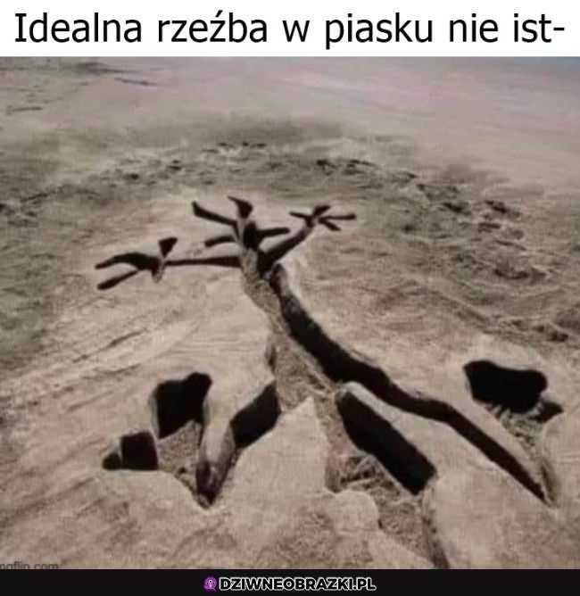Kojot czy to ty?