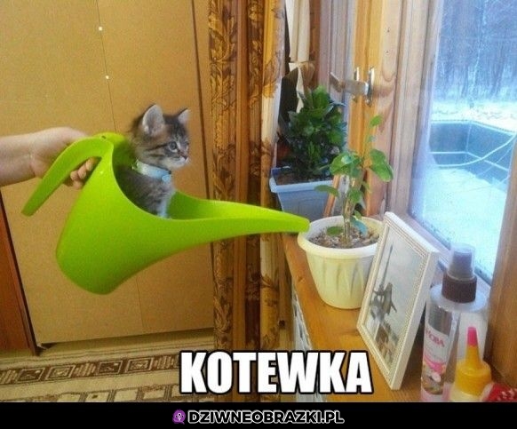 Kotewka