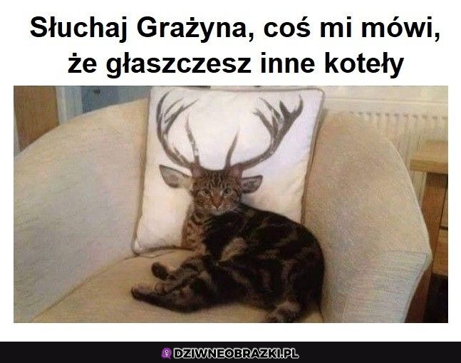 Mam takie nieśmiałe przypuszczenie