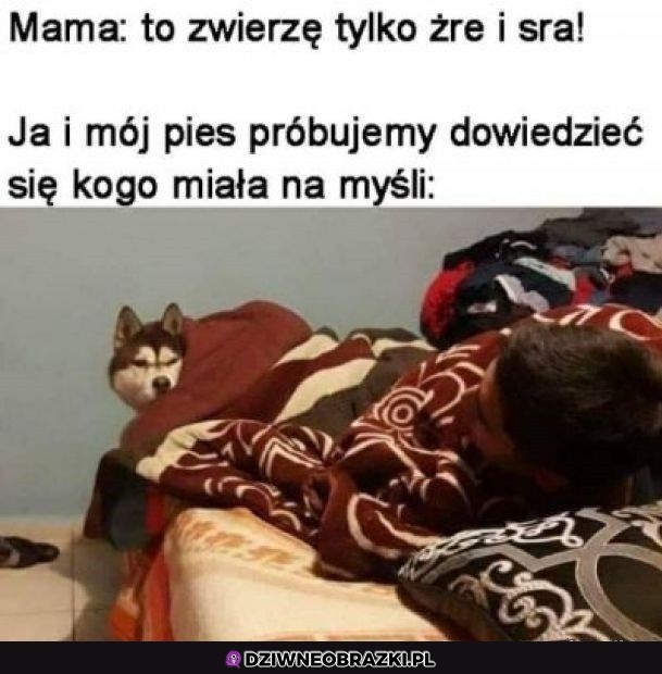 Ale które?