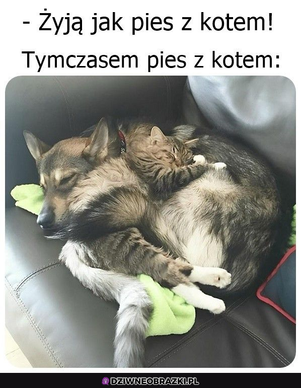 Pies z kotem