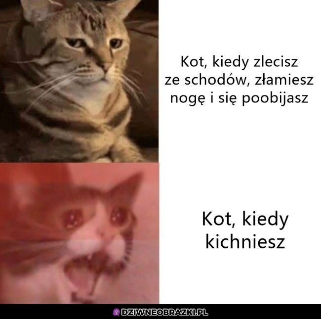 Reakcje kota