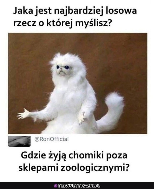 Losowa rzecz