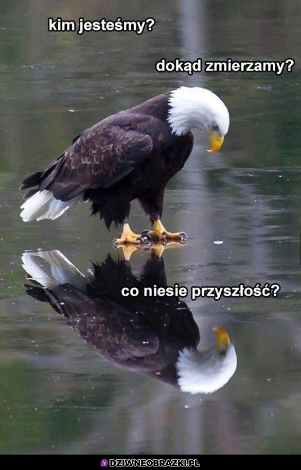Zamyślony