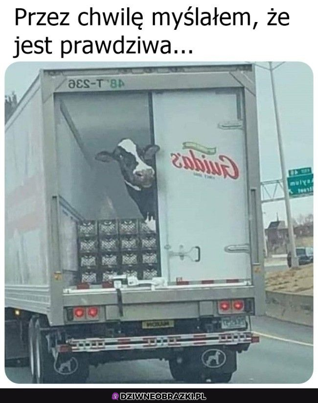 Hej, chcesz mleko?