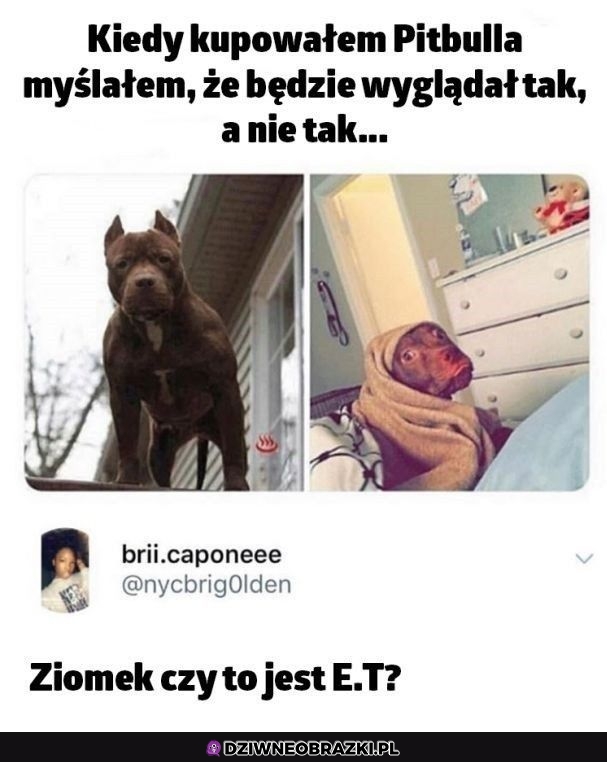 Pitbull
