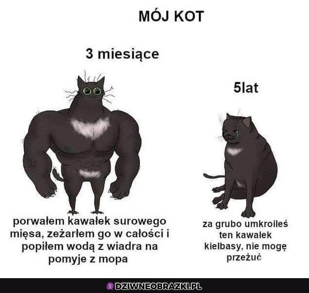 Koty takie są