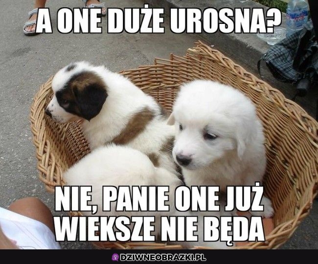 Urosną?