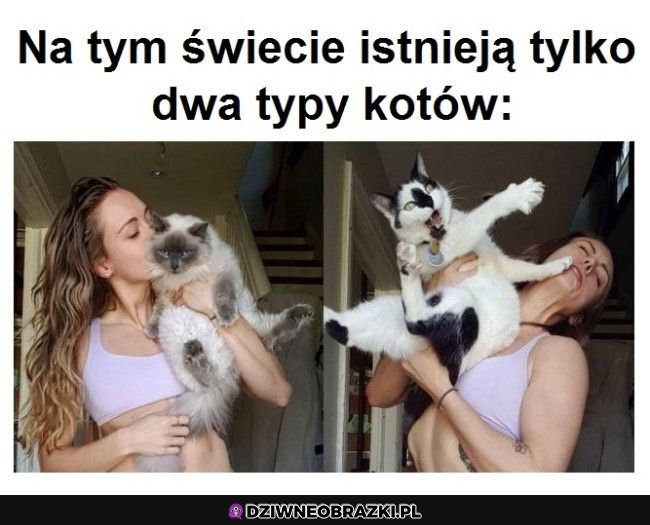 Dwa rodzaje kitków