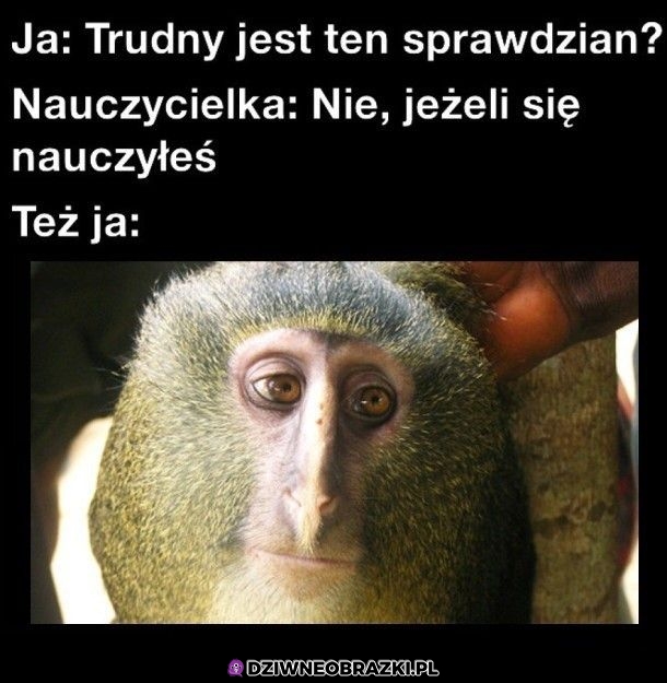 No dzięki