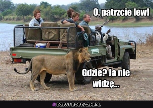 Gdzie ten lew?