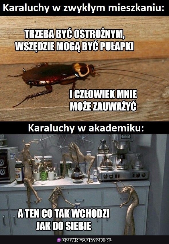 Karaluchy takie są