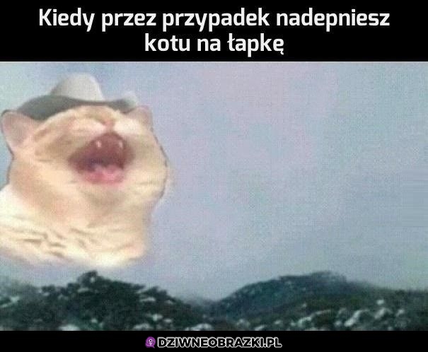 Kiedy nadepniesz na kitku Kiedy nadepniesz na kitku