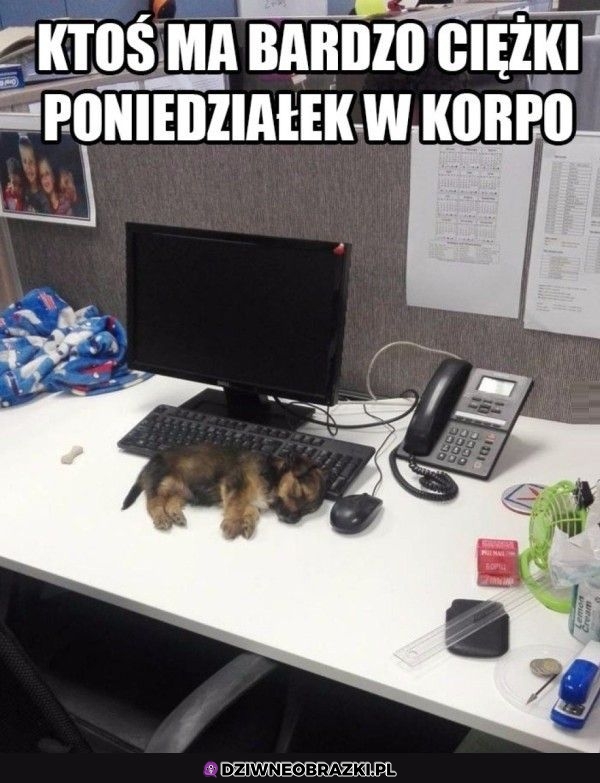 Poniedziałki takie są