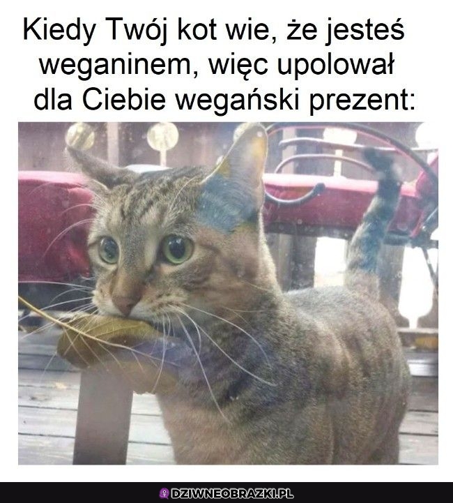 Najlepszy koteł