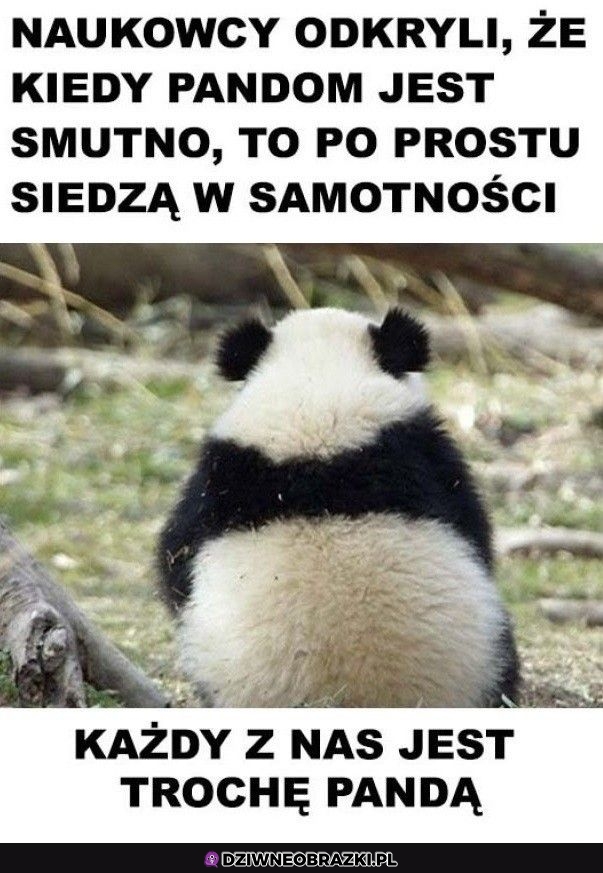 Pandy takie są