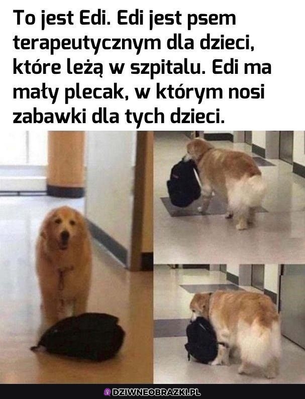 Najlepszy piesek