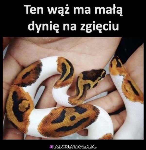 Dynia na wężu