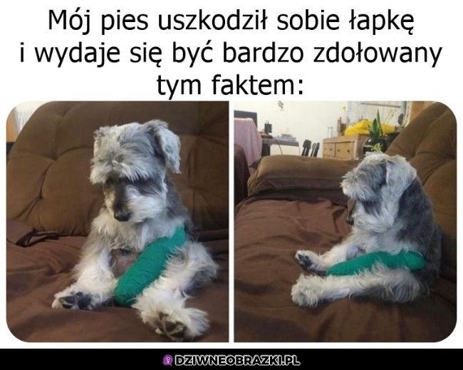 Zdołowany piesek