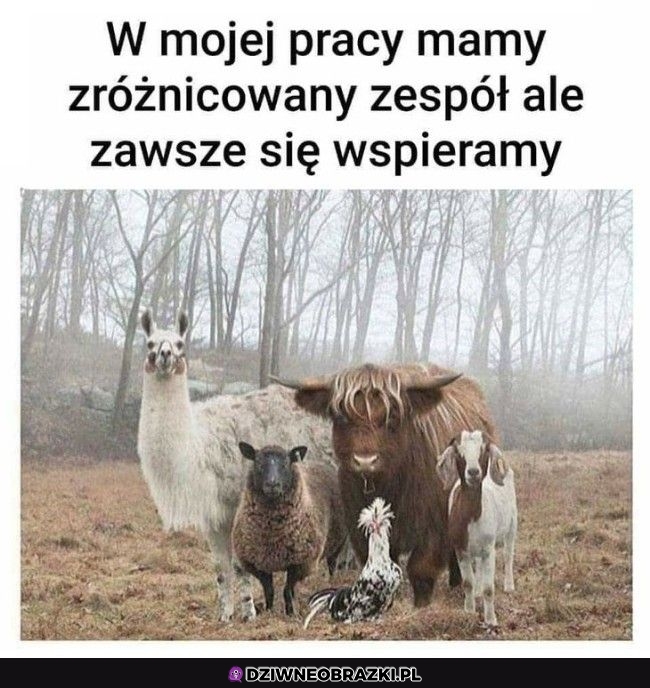 Taki zespół