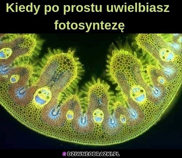 Fotosynteza jest super