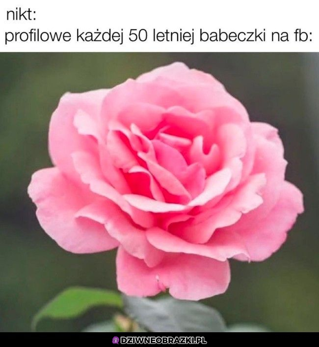 Każda tak samo