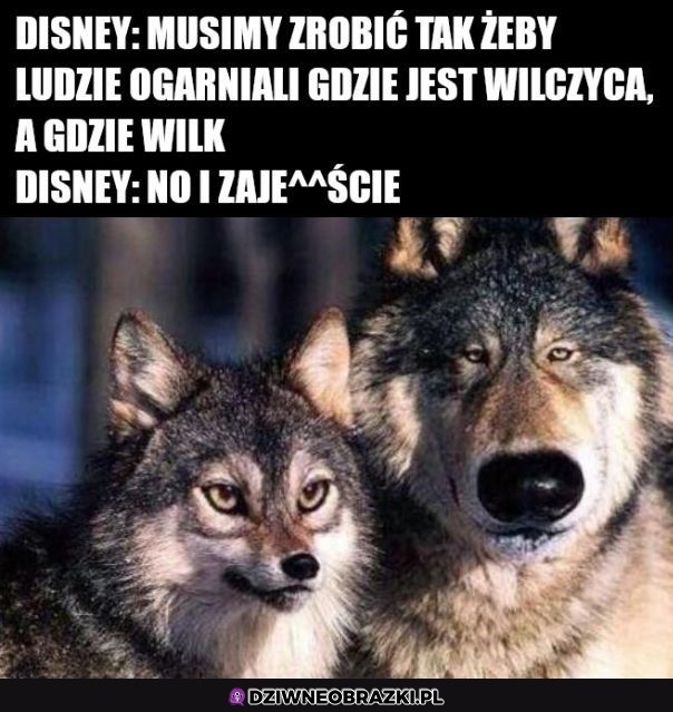Disney ogarnął