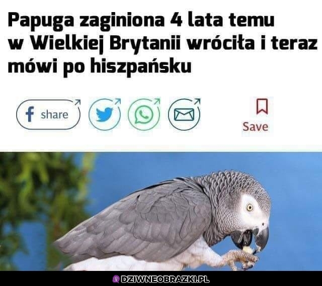 Si senior
