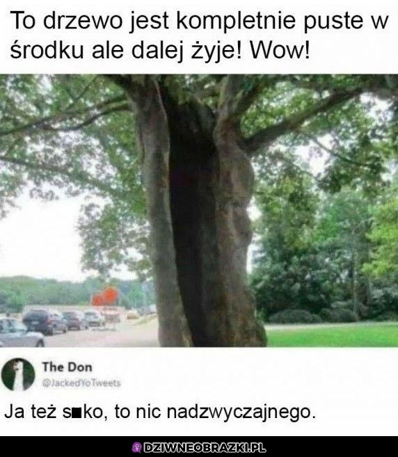 Nic niezwykłego