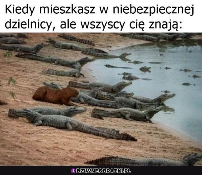 Moje ziomeczki