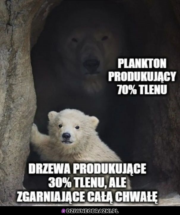 Taki jego wygląd