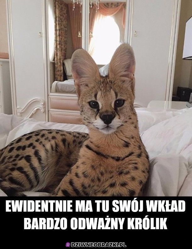 Musiał być odważny