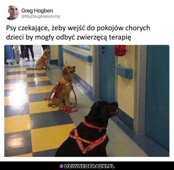 Nie zasługujemy na psy