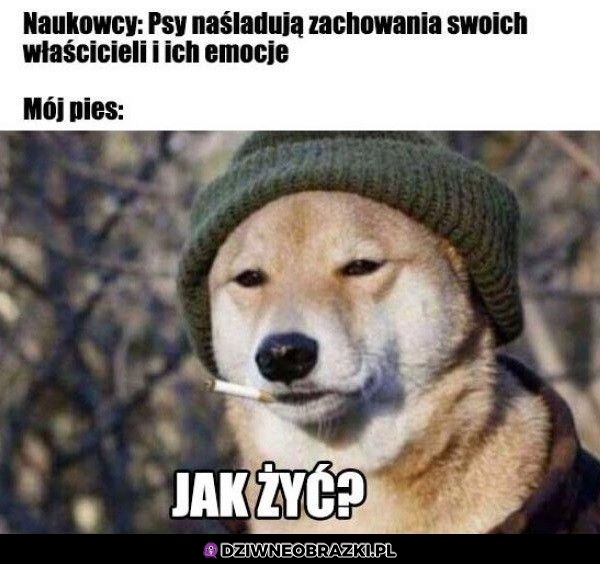 Tak wygląda