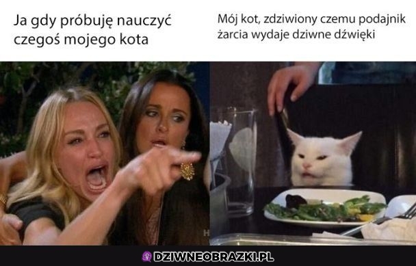 Próba nauczenia czegoś kota
