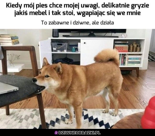 Tymczasem pieseł